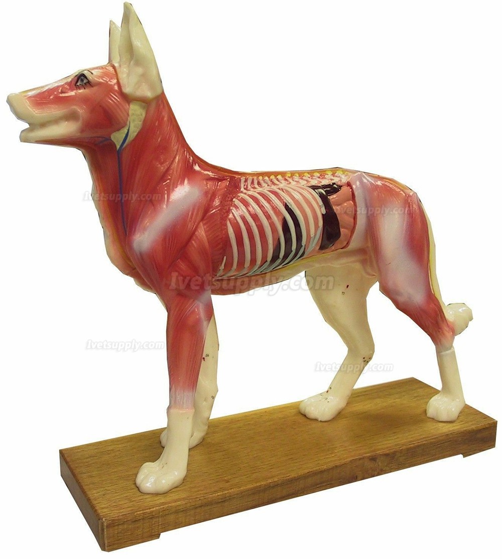 Dog Acupuncture Model Anatomy Anatomical Medical Veterinary Animal Model 30*30CM